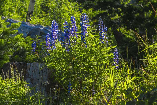 Lupine Beauty. Photo by Dave Bell.
